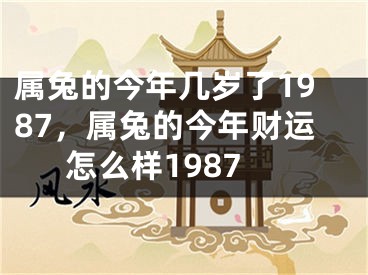属兔的今年几岁了1987，属兔的今年财运怎么样1987