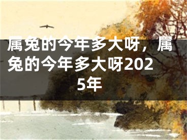 属兔的今年多大呀，属兔的今年多大呀2025年