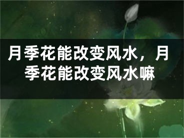 月季花能改变风水，月季花能改变风水嘛