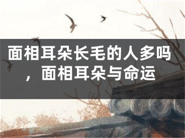 面相耳朵长毛的人多吗，面相耳朵与命运