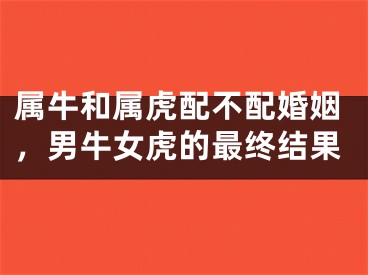 属牛和属虎配不配婚姻，男牛女虎的最终结果