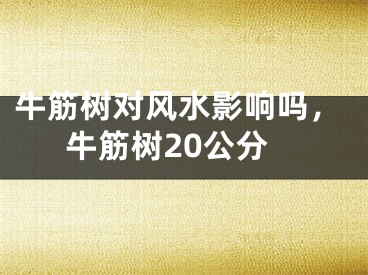 牛筋树对风水影响吗，牛筋树20公分
