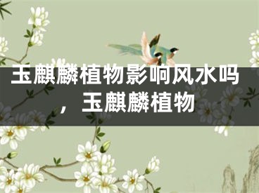 玉麒麟植物影响风水吗，玉麒麟植物