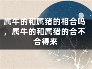 属牛的和属猪的相合吗，属牛的和属猪的合不合得来