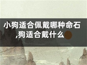 小狗适合佩戴哪种命石,狗适合戴什么