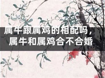 属牛跟属鸡的相配吗，属牛和属鸡合不合婚