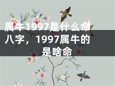 属牛1997是什么命八字,1997属牛的是啥命