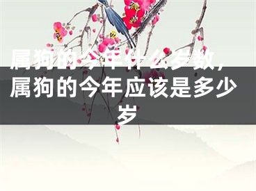 属狗的今年什么岁数，属狗的今年应该是多少岁