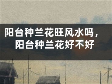 阳台种兰花旺风水吗,阳台种兰花好不好
