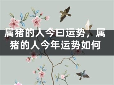 属猪的人今曰运势，属猪的人今年运势如何