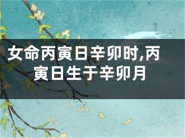 女命丙寅日辛卯时,丙寅日生于辛卯月