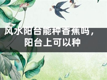 风水阳台能种香蕉吗,阳台上可以种
