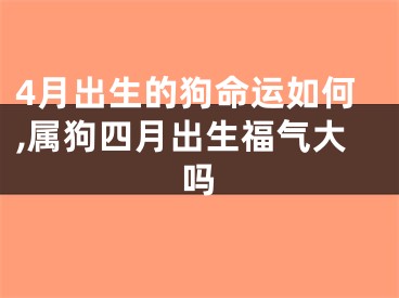4月出生的狗命运如何,属狗四月出生福气大吗
