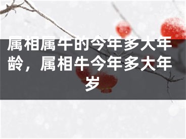 属相属牛的今年多大年龄，属相牛今年多大年岁