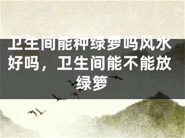 卫生间能种绿萝吗风水好吗，卫生间能不能放绿箩