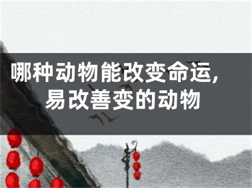 哪种动物能改变命运,易改善变的动物