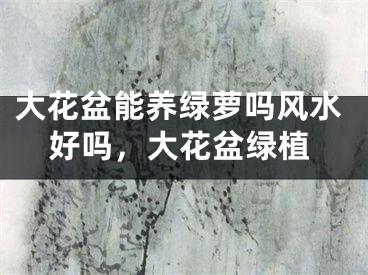 大花盆能养绿萝吗风水好吗，大花盆绿植