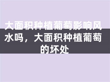 大面积种植葡萄影响风水吗，大面积种植葡萄的坏处