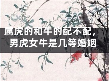 属虎的和牛的配不配，男虎女牛是几等婚姻