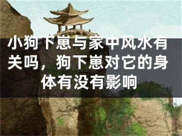 小狗下崽与家中风水有关吗，狗下崽对它的身体有没有影响