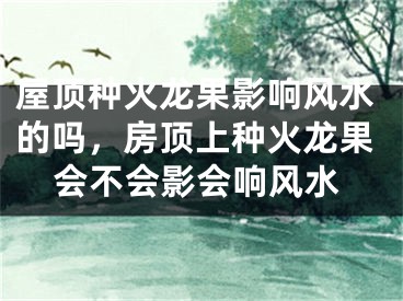 屋顶种火龙果影响风水的吗，房顶上种火龙果会不会影会响风水