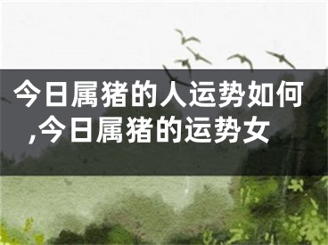 今日属猪的人运势如何,今日属猪的运势女