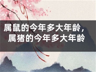 属鼠的今年多大年龄，属猪的今年多大年龄