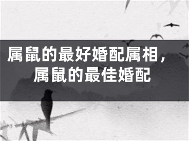 属鼠的最好婚配属相，属鼠的最佳婚配