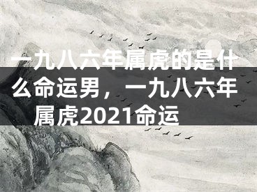 一九八六年属虎的是什么命运男，一九八六年属虎2021命运