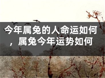 今年属兔的人命运如何，属兔今年运势如何