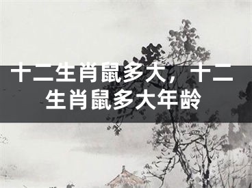 十二生肖鼠多大，十二生肖鼠多大年龄